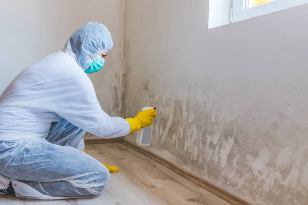 Licensed Mold Remediation service in Trenton, IL - WQB Mold Removal